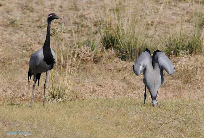 达里诺尔湖的蓑羽鹤 达里诺尔湖的蓑羽鹤