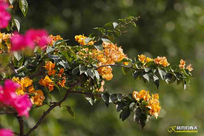 我的鈥溙翕濃斺斚妹排拟湶嫖蔡裟疋