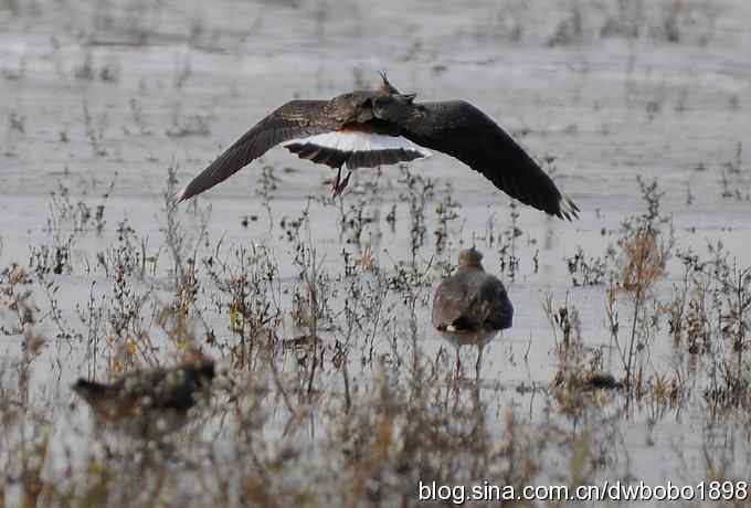 飞翔的凤头麦鸡