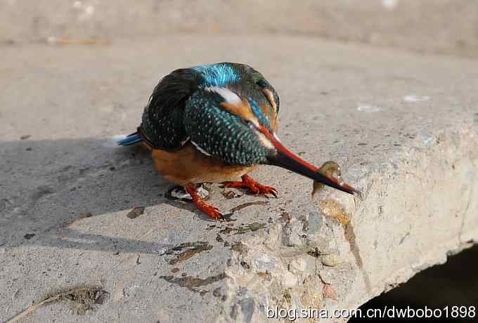 新年第一炮:小翠抓虾 新年第一炮:小翠抓虾