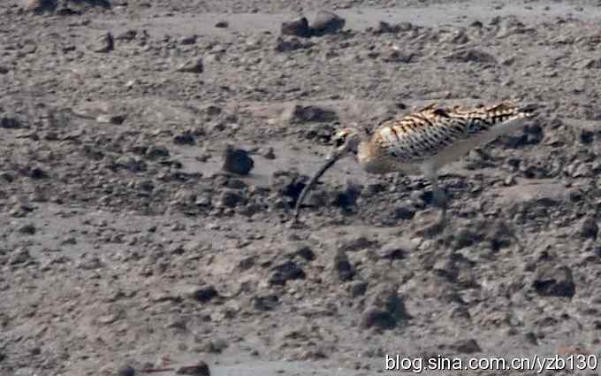 打到一只杓鹬,高兴ing鈥︹Γㄗ橥迹 打到一只杓鹬,高兴ing鈥︹Γㄗ橥迹