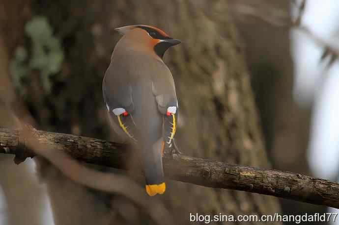 美国鸟类摄影——波希米亚太平鸟