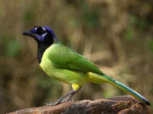 美丽无罪：雀鸟之蓝鸦