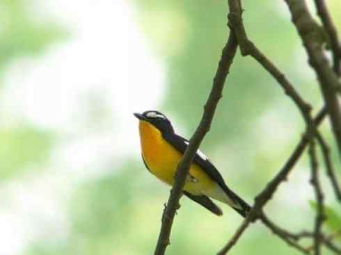 美丽无罪:雀鸟之姬鹟 美丽无罪:雀鸟之姬鹟