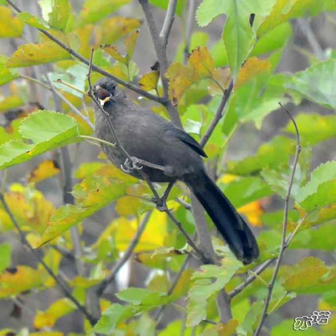 北京西山&nbsp;wbr路&nbsp;wbr北红尾鸲和山噪鹛