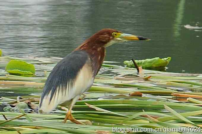 池鹭荷塘走秀(圆明园)*