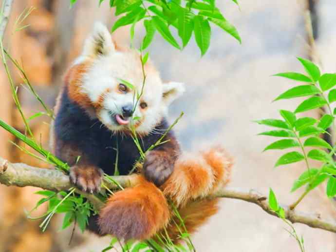 犬科:犬亚科犬属之貉 犬科:犬亚科犬属之貉