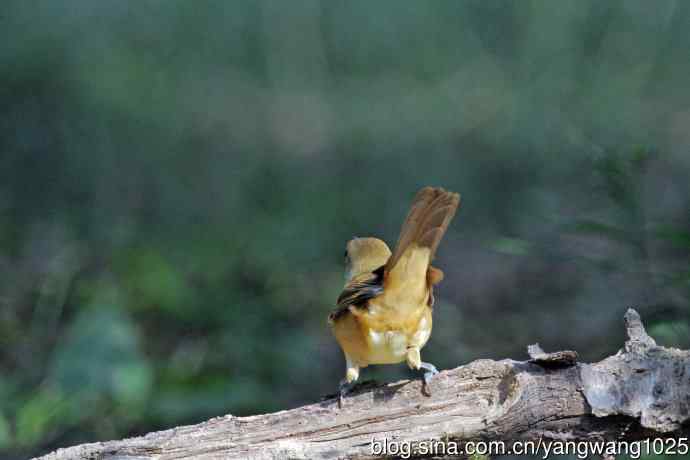 厚嘴苇莺(6) 厚嘴苇莺(6)