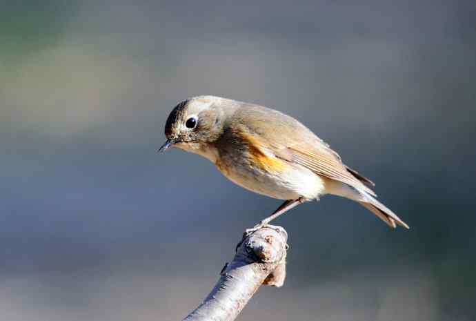 雌性红胁蓝尾鸲(41) 雌性红胁蓝尾鸲(41)