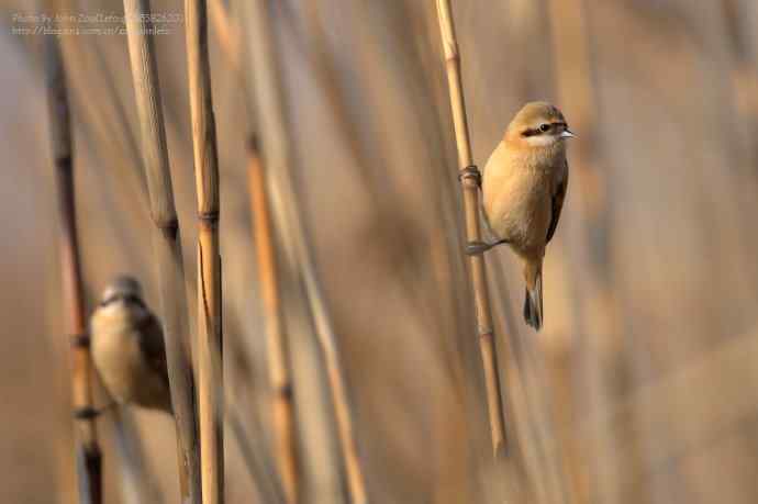 芦苇上的中华攀雀