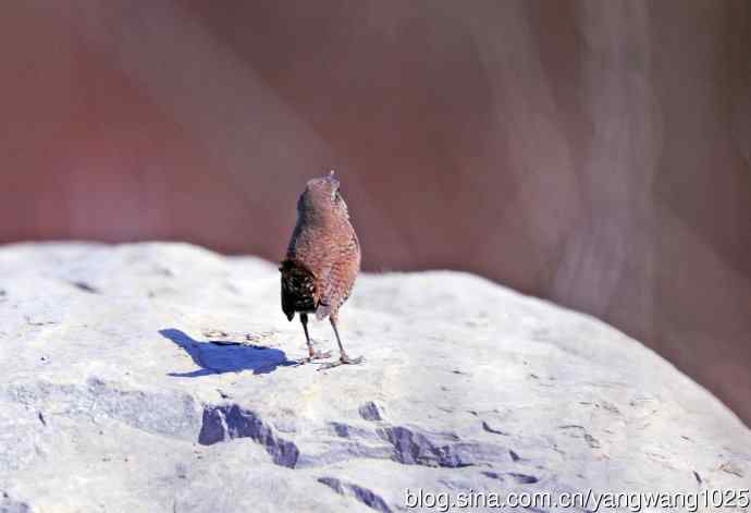 石缝中钻出的鹪鹩 石缝中钻出的鹪鹩