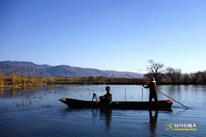 云南拍鸟：紫水鸡