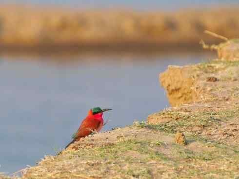 极品红色鸟类:红蜂虎 极品红色鸟类:红蜂虎