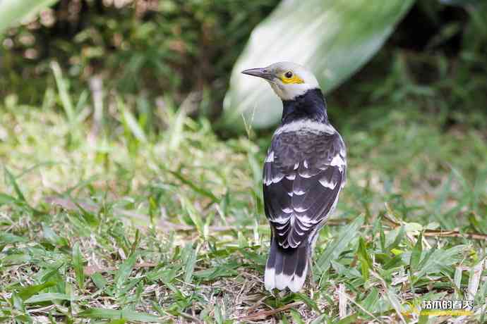 厦门的“菜鸟”——黑领椋鸟