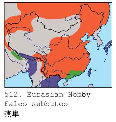 小型猛禽鈥斺斞圉溃ㄗ橥迹6张图片）