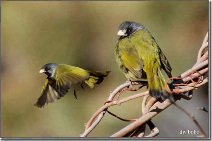 中国特有鸟种-领雀嘴鹎