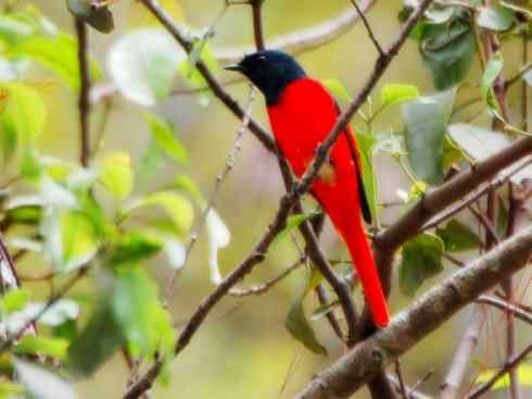 美丽无罪：雀鸟之山椒鸟