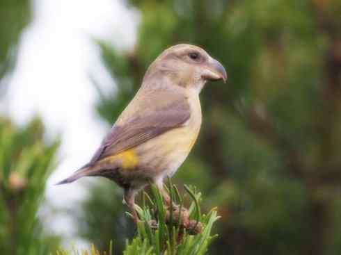 猎奇:奇特的鸟喙之四 猎奇:奇特的鸟喙之四