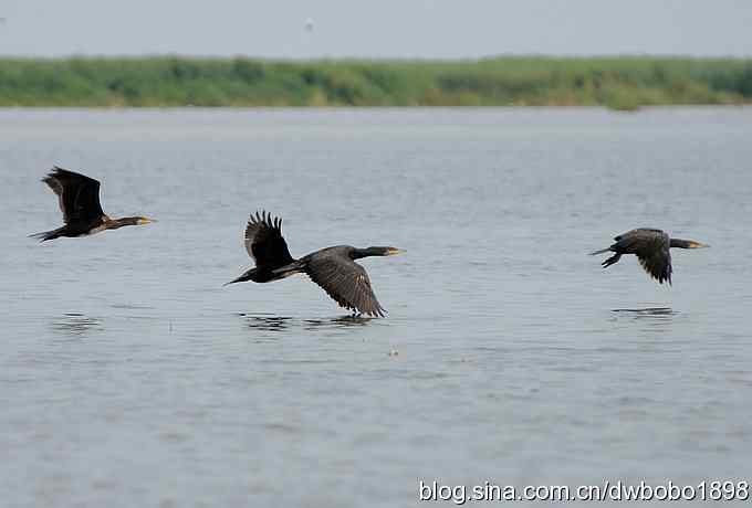 鸬鹚红腿儿和麦鸡鈥斺斈诿晒勰裥校ㄋ模