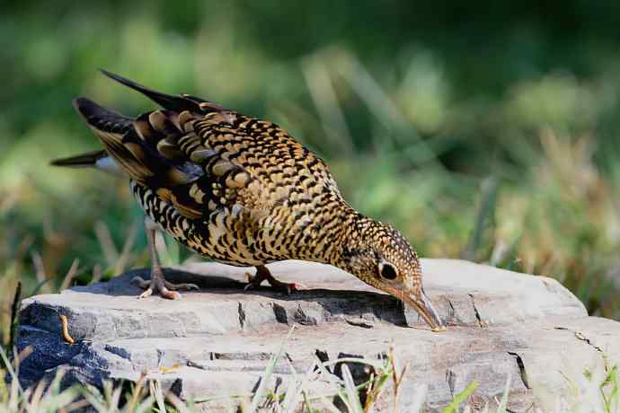 鸫鸟之最：虎斑地鸫