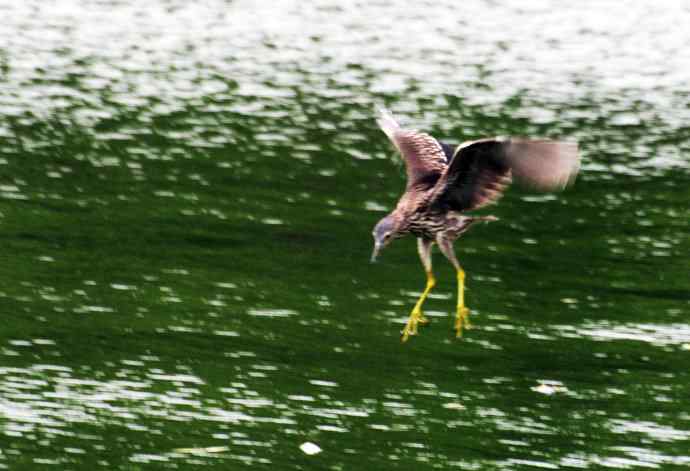 北海也有夜鹭飞(记实版) 北海也有夜鹭飞(记实版)