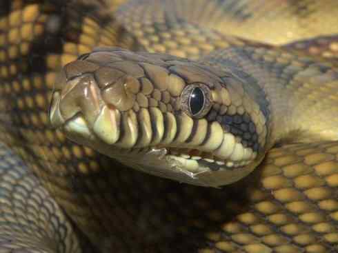 龙:传说的兽原型探秘(树蟒类) 龙:传说的兽原型探秘(树蟒类)