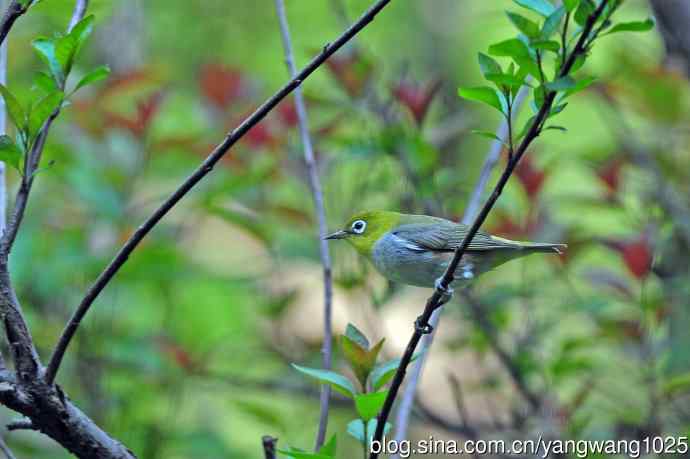 红胁绣眼鸟（12）