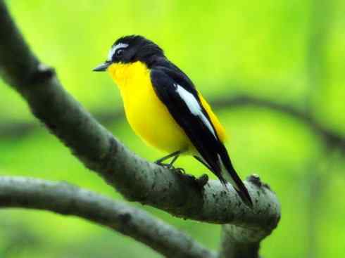 美丽无罪:雀鸟之姬鹟 美丽无罪:雀鸟之姬鹟