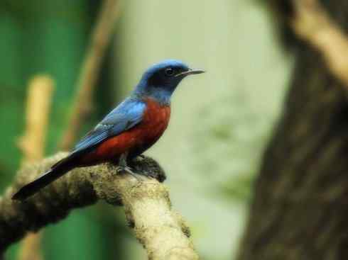 美丽无罪:雀鸟之矶鸫 美丽无罪:雀鸟之矶鸫