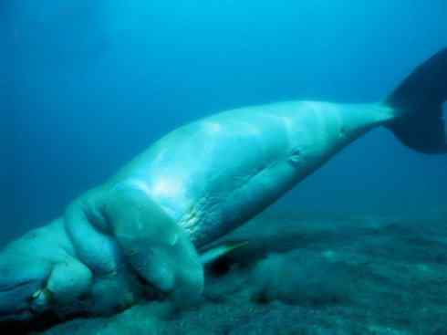 美人鱼：传说的兽原型探秘（儒艮）