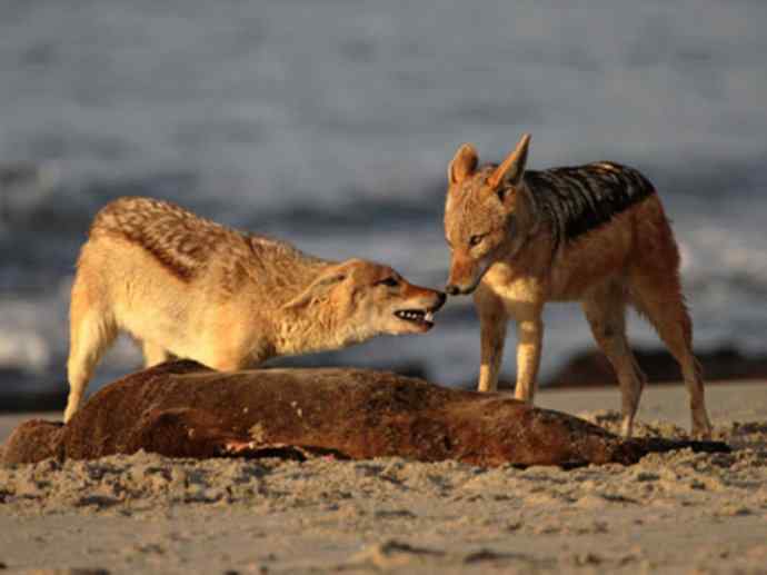 犬科：犬亚科犬属之金豺、黑背豺（胡狼类）