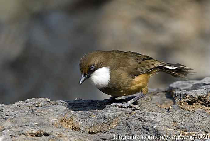 北京又现新品种(白喉噪鹛) wbr3