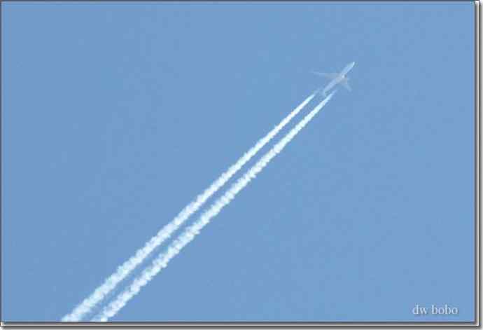 野鸭湖猛禽-红隼、短耳鸮、毛脚鵟