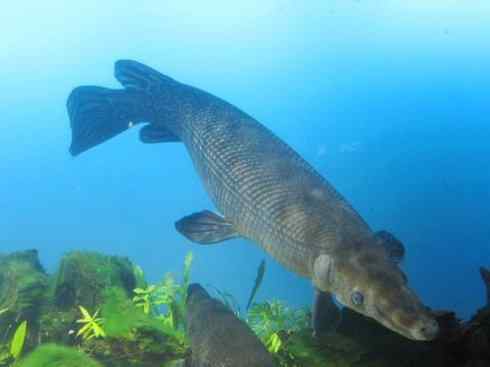 鱼类活化石:鳄雀鳝 鱼类活化石:鳄雀鳝