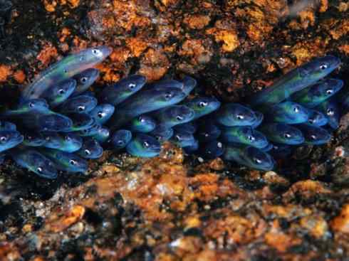 自然奇观:动物大迁徙(鳗鱼) 自然奇观:动物大迁徙(鳗鱼)