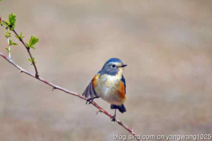 雄性红胁蓝尾鸲(25) 雄性红胁蓝尾鸲(25)