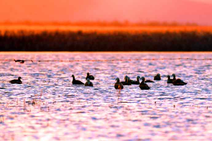 美丽的野鸭湖 美丽的野鸭湖