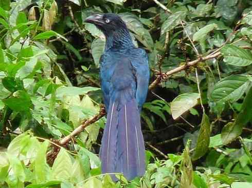 奇特的盔:大犀鹃 奇特的盔:大犀鹃