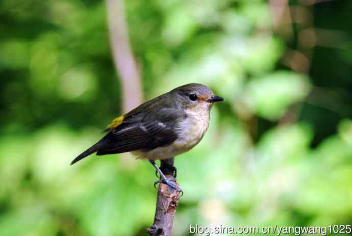 雌性白眉姬鹟（3）