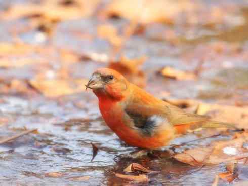 猎奇:奇特的鸟喙之四 猎奇:奇特的鸟喙之四