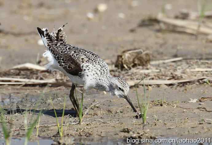 泽鹬 wbr铁嘴沙鸻