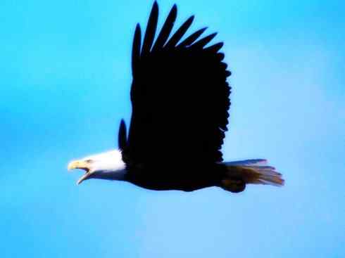 白头鸟系列：另类的美丽（白头海雕）