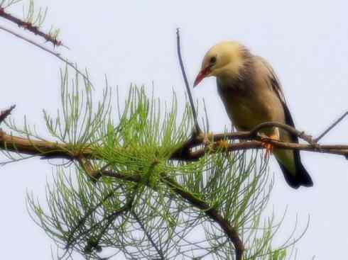 家禽驯化之源之二十三 家禽驯化之源之二十三