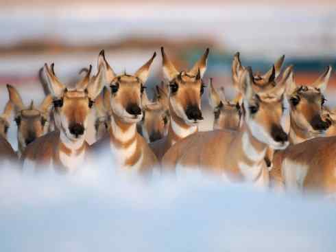 麒麟：传说的兽原型探秘（叉角羚）