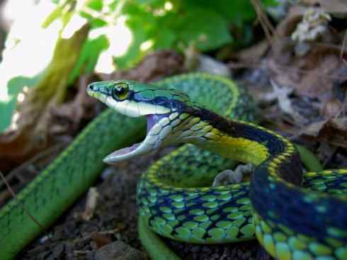 龙:传说的兽原型探秘(树蛇类) 龙:传说的兽原型探秘(树蛇类)