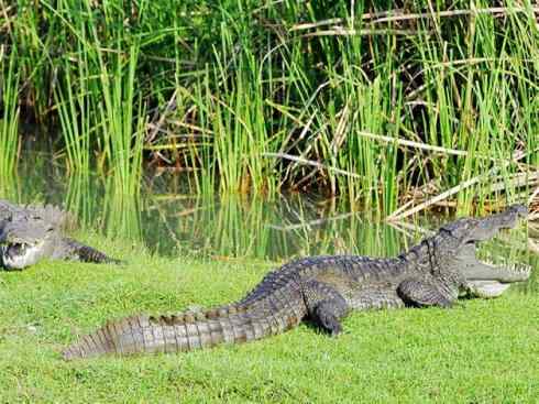 龙：传说的兽原型探秘（鳄类）