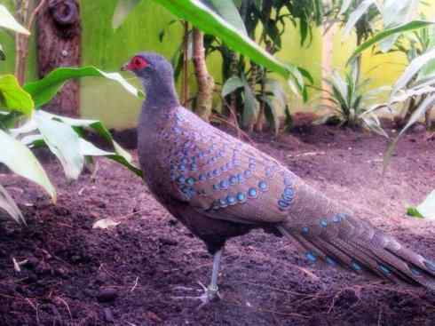 凤凰：传说中的鸟原型探秘（孔雀雉）