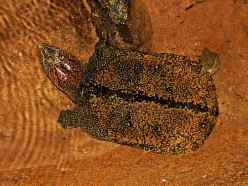 玄武：传说的兽原型探秘（鳖）