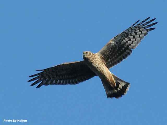厚道的白尾鹞可以有