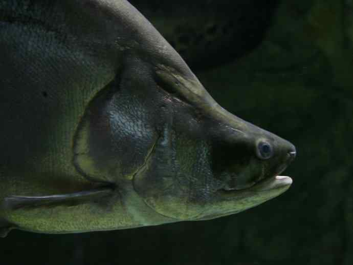 鱼类活化石：铠甲弓背鱼